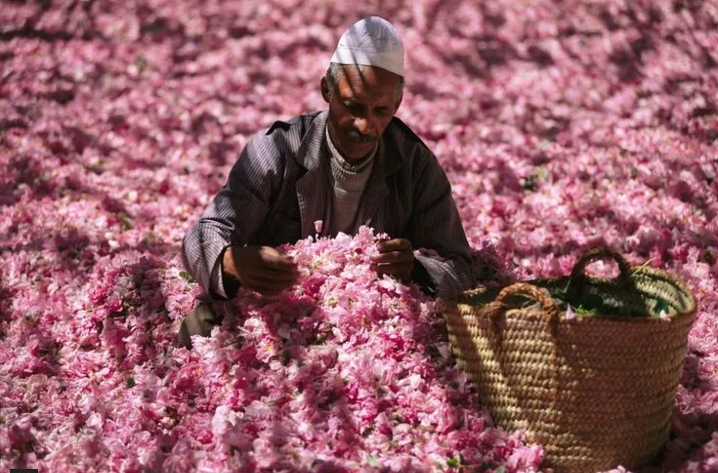 Rose Festival - Riad Botanica